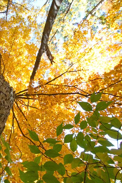 Mildcoaching loopbaancoach en stresscach in Haren-Groningen- perspectief 1