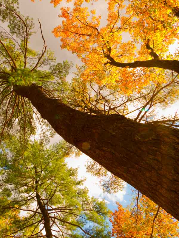 Stress- en burn-out coaching- natuur2