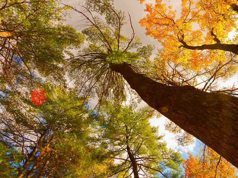 Stress- en burn-out coaching- natuur3